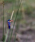 magnusneck-sandibe2012-113